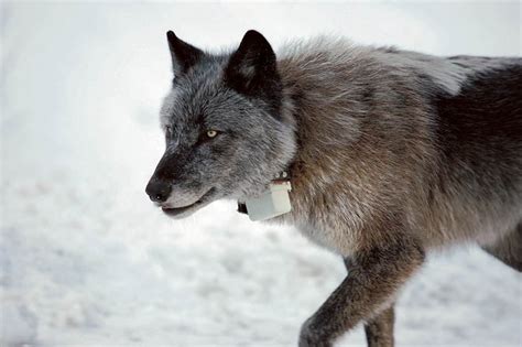 Videos Tagged with wolf